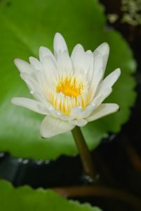 White Lotus